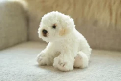 Bearington Lil' Bisquit Plush Labradoodle Stuffed Animal Puppy Dog, 6.5 Inch -Playland Shop GUEST 47feddc5 a958 4432 942c 514f2bba4c41